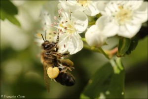 Insectes/Araignées - Insects/Spiders