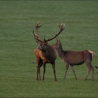 Red Deer