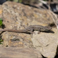 Wall Lizard