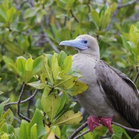 Red-footed Booby