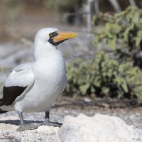 Nazca Booby