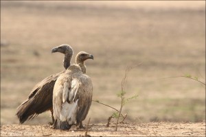 South Luangwa : Jour 6 - Day 6
