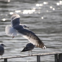 Herring Gull