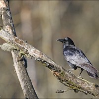 Carrion Crow