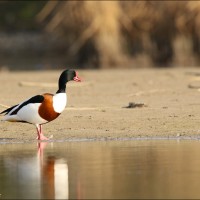 Common Shelduck