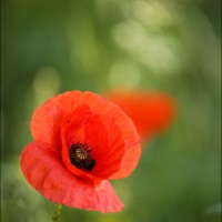 Poppy