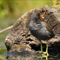 Common Moorhen