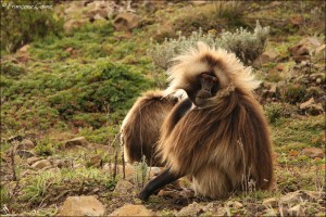 Guassa Community Conservation Area