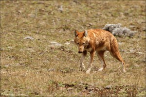 Bale Mountains National Park