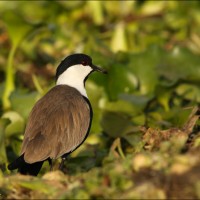 Spur-winged Lapwing