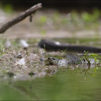 Grass snake