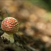 Fly Agaric