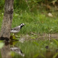Gray Wagtail